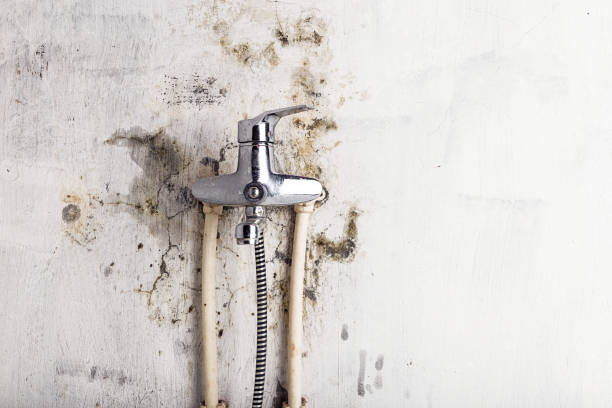 Best Certified Mold Removal  in Kapolei, HI