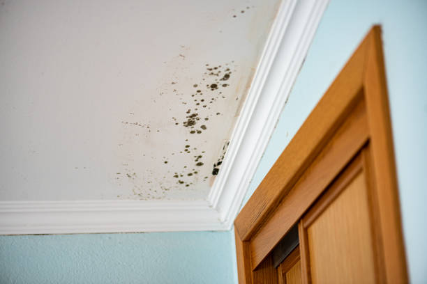 Best Black Mold Removal  in Kapolei, HI