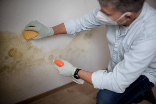 Best Black Mold Removal  in Kapolei, HI