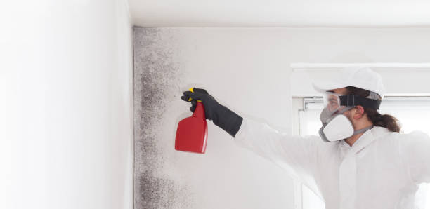 Best Mold Damage Repair  in Kapolei, HI
