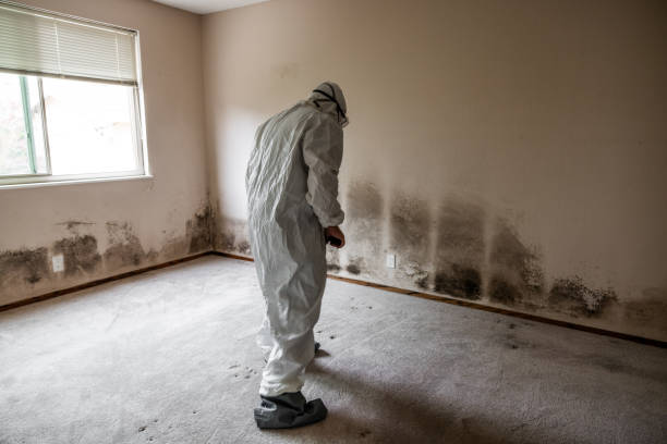 Professional Mold Removal in Kapolei, HI