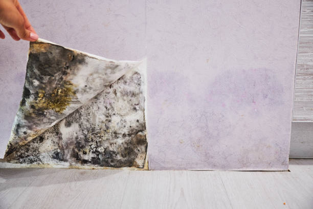 Best Residential Mold Removal  in Kapolei, HI
